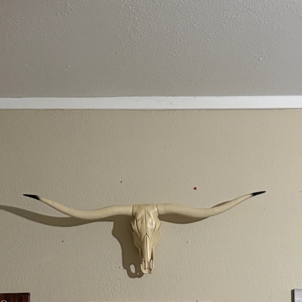 Decorative Longhorn Skull Wall Accent in Cream